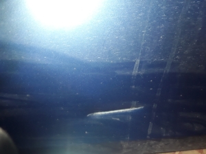 VOLVO V40 (2012–2019) Vordere Tür 31402334 - 3