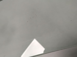 Polestar 2 II (2021–2026) Esiukse klaas - 4