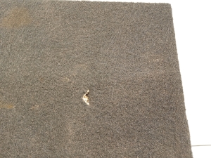 Volkswagen Passat B6 (2005–2010) Trunk carpet 3C9863463F - 4